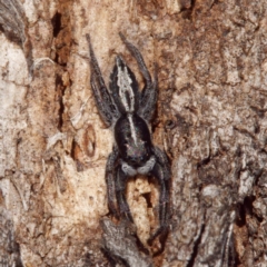 Ocrisiona leucocomis (White-flecked Crevice-dweller) at Goorooyarroo NR (ACT) - 8 Sep 2021 by DPRees125