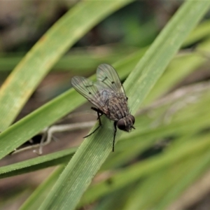 Helina sp. (genus) at Aranda, ACT - 9 Sep 2021