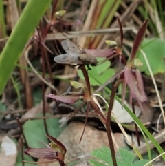 Helina sp. (genus) at Aranda, ACT - 9 Sep 2021