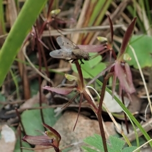 Helina sp. (genus) at Aranda, ACT - 9 Sep 2021