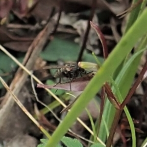 Helina sp. (genus) at Aranda, ACT - 9 Sep 2021