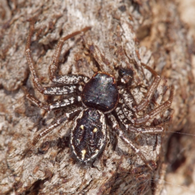 Tharpyna campestrata (Country Crab Spider) at Goorooyarroo NR (ACT) - 8 Sep 2021 by DPRees125