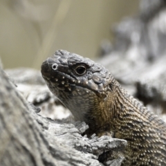 Egernia cunninghami (Cunningham's Skink) at Callum Brae - 12 Sep 2021 by davidcunninghamwildlife