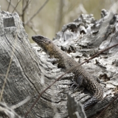 Egernia cunninghami at Jerrabomberra, ACT - 12 Sep 2021