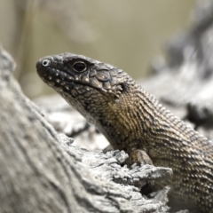 Egernia cunninghami at Jerrabomberra, ACT - 12 Sep 2021