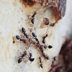 Crematogaster sp. (genus) at Holt, ACT - 6 Sep 2021