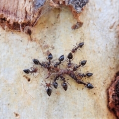 Crematogaster sp. (genus) at Holt, ACT - 6 Sep 2021