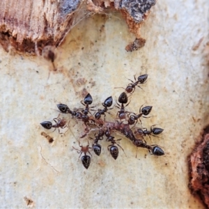 Crematogaster sp. (genus) at Holt, ACT - 6 Sep 2021