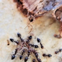 Cryptachaea veruculata (Diamondback comb-footed spider) at Aranda Bushland - 6 Sep 2021 by CathB