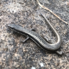 Morethia boulengeri (Boulenger's Skink) at Albury - 12 Sep 2021 by DamianMichael