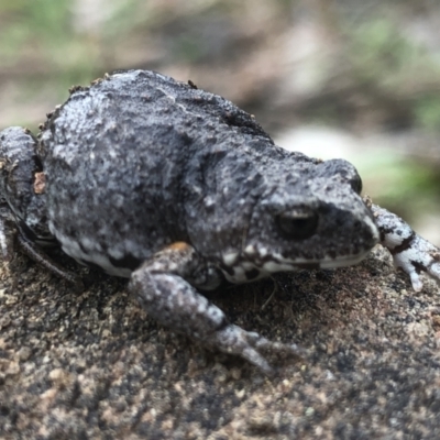 Pseudophryne bibronii (Bibron's Toadlet) at Splitters Creek, NSW - 12 Sep 2021 by DamianMichael