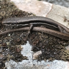 Morethia boulengeri (Boulenger's Skink) at Nail Can Hill - 12 Sep 2021 by DamianMichael