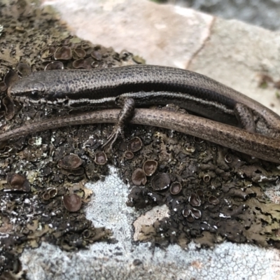 Morethia boulengeri (Boulenger's Skink) at Albury - 12 Sep 2021 by DamianMichael