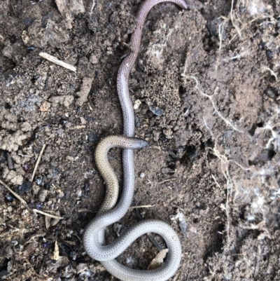 Aprasia parapulchella (Pink-tailed Worm-lizard) at Albury - 12 Sep 2021 by DamianMichael