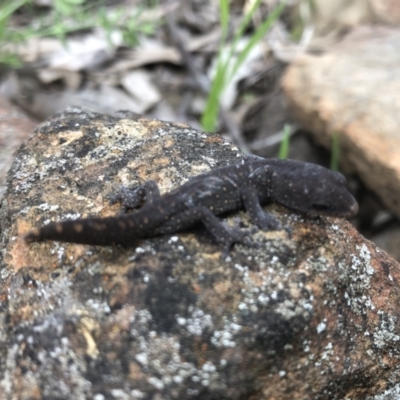 Diplodactylus vittatus (Eastern Stone Gecko) at Nail Can Hill - 12 Sep 2021 by DamianMichael