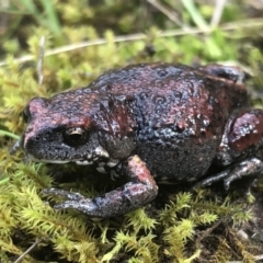 Pseudophryne bibronii (Bibron's Toadlet) at Hamilton Valley, NSW - 12 Sep 2021 by DamianMichael