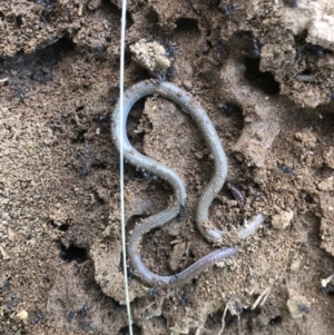 Aprasia parapulchella at Splitters Creek, NSW - suppressed