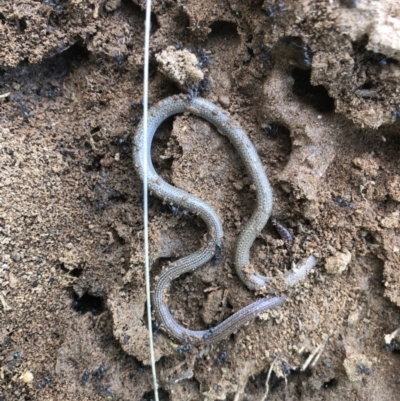 Aprasia parapulchella (Pink-tailed Worm-lizard) at Splitters Creek, NSW - 12 Sep 2021 by DamianMichael