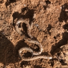 Aprasia parapulchella at Splitters Creek, NSW - 12 Sep 2021