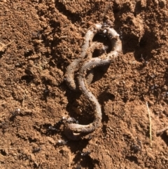 Aprasia parapulchella at Splitters Creek, NSW - suppressed