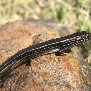 Ctenotus robustus at Hamilton Valley, NSW - 12 Sep 2021 01:27 PM