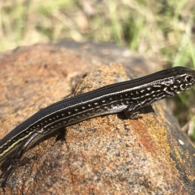 Ctenotus robustus (Robust Striped-skink) at Albury - 12 Sep 2021 by DamianMichael