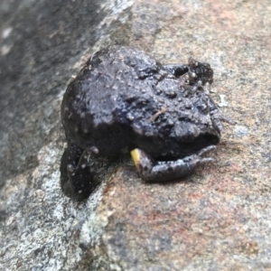 Pseudophryne bibroni at Splitters Creek, NSW - 12 Sep 2021