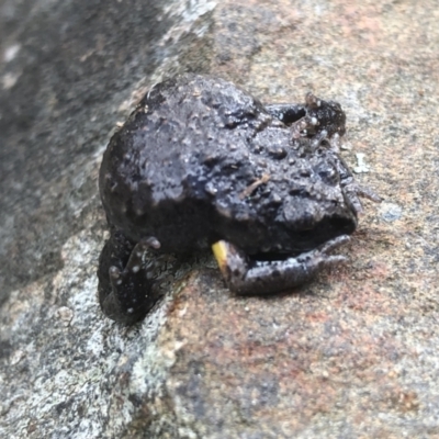 Pseudophryne bibroni (Bibron's Toadlet) at Splitters Creek, NSW - 12 Sep 2021 by DamianMichael