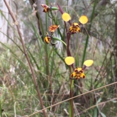 Diuris pardina (Leopard Doubletail) at Hall, ACT - 12 Sep 2021 by strigo