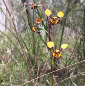 Diuris pardina at Hall, ACT - suppressed