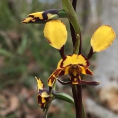 Diuris pardina at Hall, ACT - suppressed