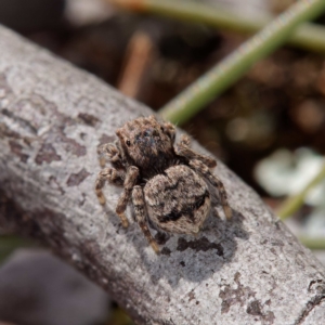 Maratus vespertilio at Forde, ACT - 6 Sep 2021