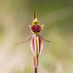 Caladenia actensis (Canberra Spider Orchid) at Mount Majura - 11 Sep 2021 by RangerRiley