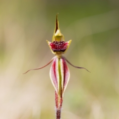 Caladenia actensis (Canberra Spider Orchid) at Downer, ACT - 11 Sep 2021 by RangerRiley