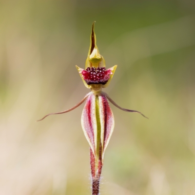 Caladenia actensis (Canberra Spider Orchid) at Mount Majura - 11 Sep 2021 by RangerRiley