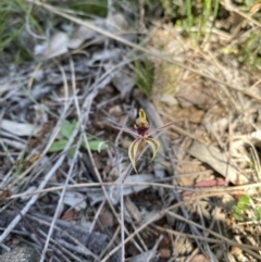 Caladenia actensis (Canberra Spider Orchid) by RangerRiley