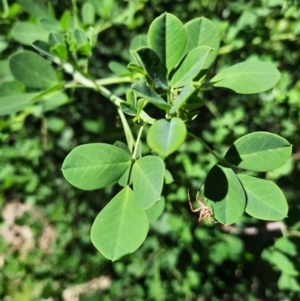 Goodia lotifolia at Bombay, NSW - 1 Mar 2021