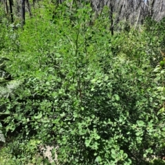 Goodia lotifolia at Bombay, NSW - 1 Mar 2021