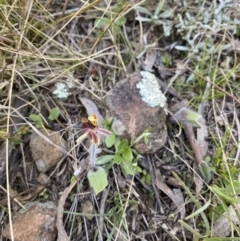 Caladenia actensis (Canberra Spider Orchid) at Downer, ACT by RangerRiley