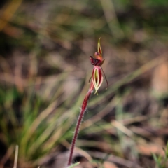 Caladenia actensis (Canberra Spider Orchid) at Downer, ACT - 12 Sep 2021 by RangerRiley