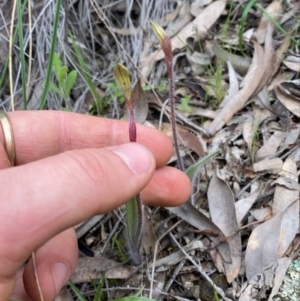 Caladenia actensis at suppressed - 8 Sep 2021