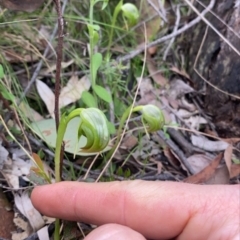 Pterostylis nutans (Nodding Greenhood) at Black Mountain - 12 Sep 2021 by RangerRiley