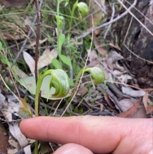 Pterostylis nutans at Downer, ACT - suppressed