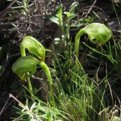 Pterostylis nutans (Nodding Greenhood) at Acton, ACT - 11 Sep 2021 by pinnaCLE
