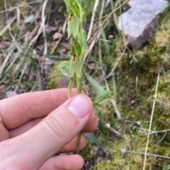 Bunochilus umbrinus (Broad-sepaled Leafy Greenhood) at Black Mountain - 12 Sep 2021 by RangerRiley