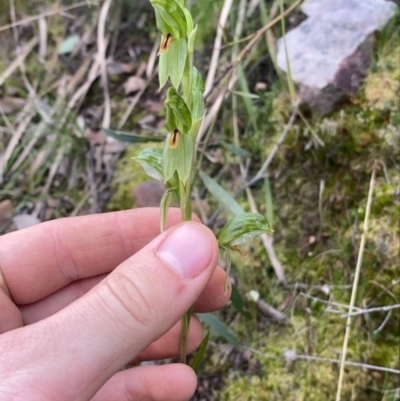 Bunochilus umbrinus (Broad-sepaled Leafy Greenhood) at Acton, ACT - 12 Sep 2021 by RangerRiley