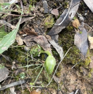 Pterostylis nutans at Point 5821 - 12 Sep 2021