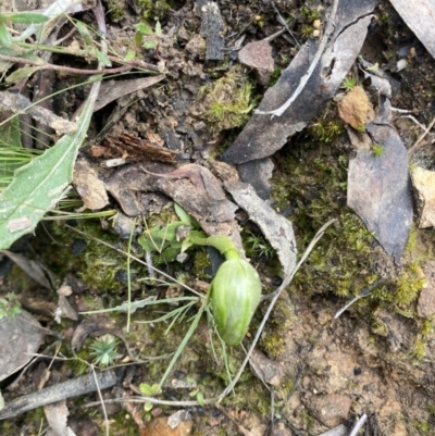 Pterostylis nutans (Nodding Greenhood) at Acton, ACT - 12 Sep 2021 by RangerRiley