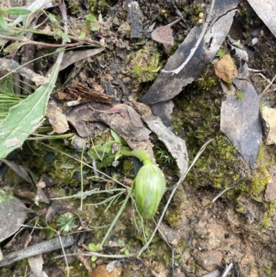 Pterostylis nutans (Nodding Greenhood) at Point 5821 - 12 Sep 2021 by RangerRiley