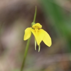 Diuris chryseopsis (Golden Moth) at Federal Golf Course - 12 Sep 2021 by LisaH